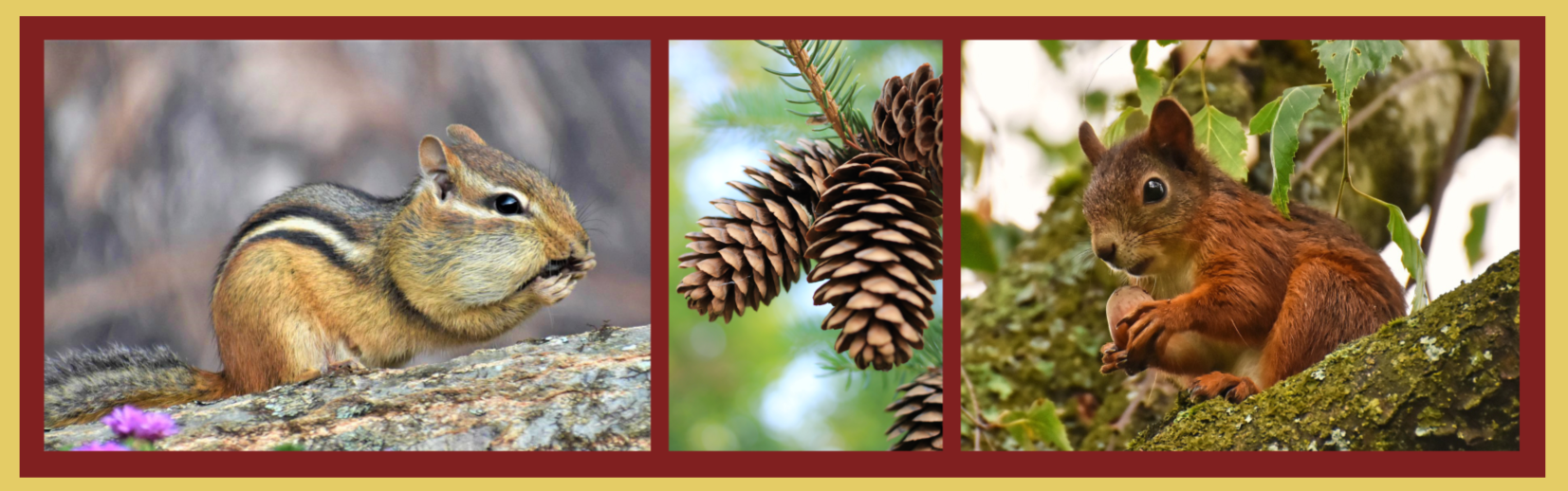 Photos of chipmunk, pine cones and red squirrel