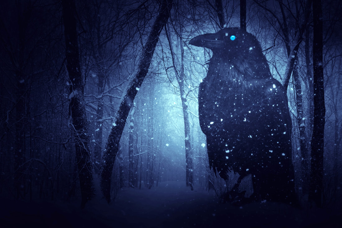 Crow silhoutte with night forest