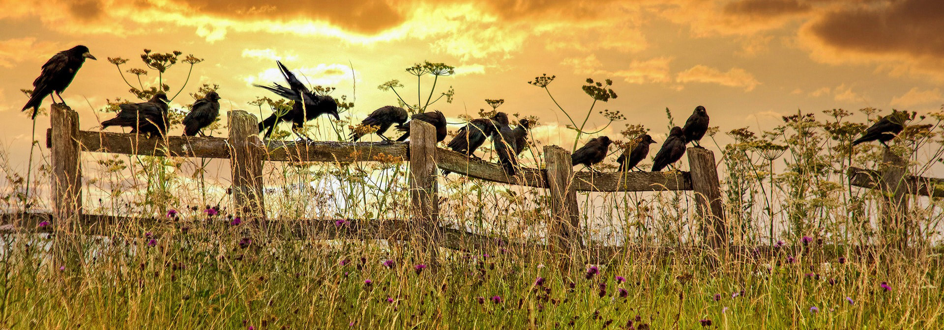 line of crows sitting on fence