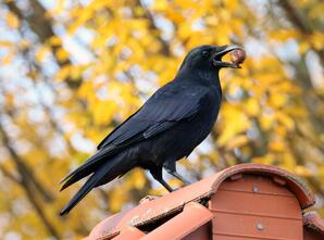 Crow with nut in beak