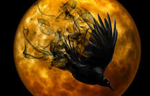 Mystical diving crow with golden moon