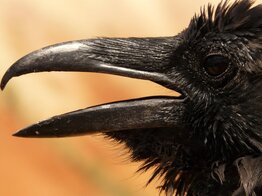 Crow face close-up