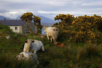 photo cattle rural cottge